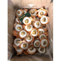 大件粉丝黄金贝