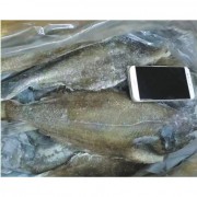 深海鲽鱼（1×30斤）