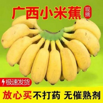 【正宗】广西小米蕉当季新鲜水果整箱自然熟小香蕉皇帝蕉批发包邮