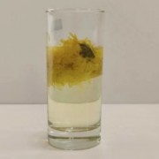 大量批发胎菊茶