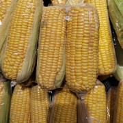 供应粘玉米甜玉米水果玉米蔬菜批发