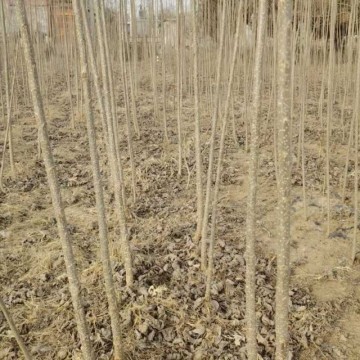 杨树苗种植杨树批发杨树供应杨树苗价格杨树苗低价出售