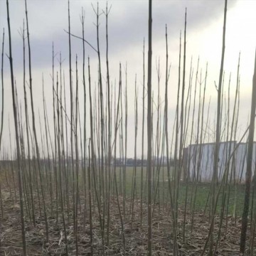 桐树苗种植技术桐树苗种植基地桐树苗大量批发桐树苗供应