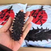 素海参批发冻品批发水产品批发大量现货
