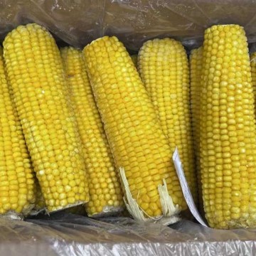 批发甜糯玉米粒粒饱满颗颗如玉