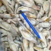 蛏子肉海鲜冻品批发低脂肪低热量高钙高铁