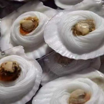 粉丝扇贝批发餐饮食材蒸海鲜烧烤半成品海鲜冷冻扇贝