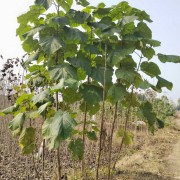 法国梧桐树树苗景观庭院风景树耐寒法桐园林绿化工程苗木树苗大全