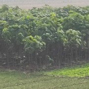 树苗原产地梧桐树苗景观庭院风景树耐寒法桐园林绿化工程苗木树苗