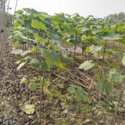 树苗原产地梧桐树苗景观庭院风景树耐寒法桐园林绿化工程苗木树苗