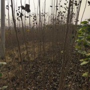 树苗原产地杨树树苗景观庭院风景树耐寒法桐园林绿化工程苗木树苗