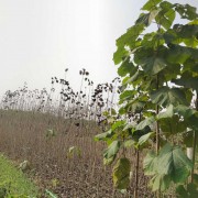 桐树苗杨树苗原产地景观树苗种植基地大量批发
