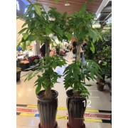 发财树开业送礼家居送礼招财进宝