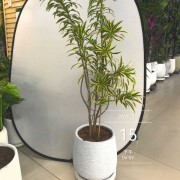 金边百合竹造型招财绿植开业送礼搬家乔迁新居