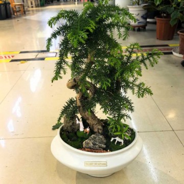 澳洲衫盆景开业送礼桌上盆栽