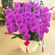 蝴蝶兰盆栽花卉鲜花礼品室内设计摆放企业公司办公室装扮鲜花