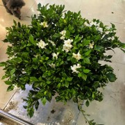 栀子花
