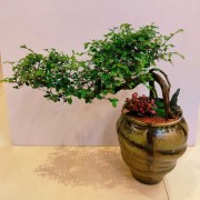 飘枝悬崖意境盆景小叶雀梅绿植摆件办公室装扮室内家庭装修装饰