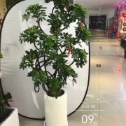 鸭脚木花卉绿植客厅摆件大盆招财树四季常青四方来财清新空气