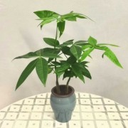 发财树小盆栽四季常青花卉绿植鲜花办公室客厅摆件餐桌盆景