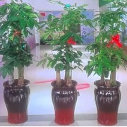 发财树大盆栽四季常青花卉绿植鲜花办公室客厅招财开业庆典花卉