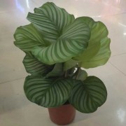 青苹果竹芋盆栽四季常青办公室客厅摆件绿植盆景盆栽花卉鲜花礼品