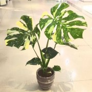 酒金龟背竹热带植物花卉绿植好养客厅阳台办公室装扮摆放