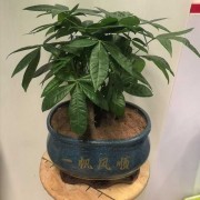 盆栽三杆发财树招财树四季常青花卉绿植好养客厅摆件盆景